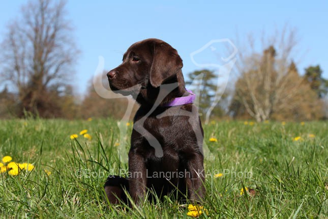 Retriever Chocolate Labrador Ka9 Photography