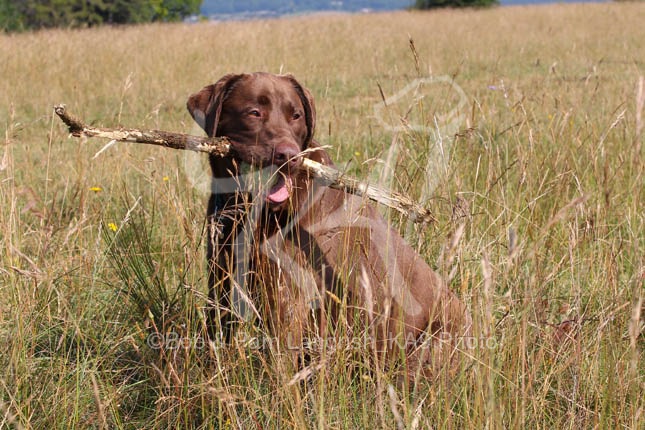 Retriever Chocolate Labrador Ka9 Photography