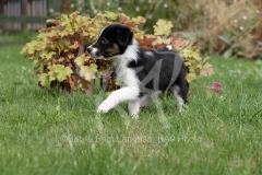 Collie - Border