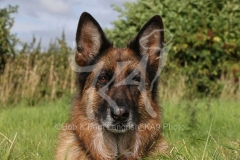 Shepherd - German Long-haired