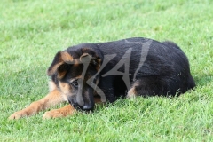 Shepherd - German Long-haired