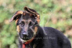 Shepherd - German Long-haired