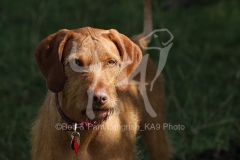 Hungarian Wirehaired Vizsla