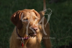 Hungarian Wirehaired Vizsla