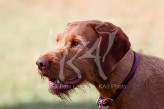 Hungarian Wirehaired Vizsla