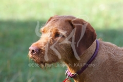 Hungarian Wirehaired Vizsla