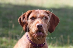 Hungarian Wirehaired Vizsla