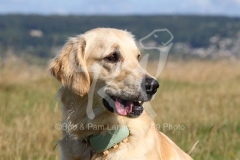 Retriever - Golden