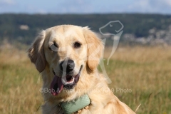 Retriever - Golden