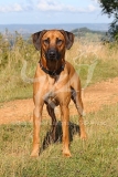 Rhodesian Ridgeback