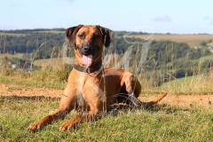 Rhodesian Ridgeback