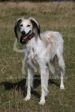 Saluki