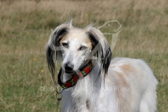 Saluki