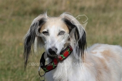 Saluki