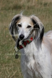 Saluki