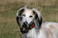 Saluki