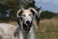 Saluki