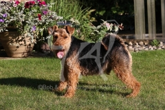 Terrier - Welsh