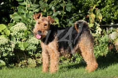 Terrier - Welsh