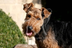 Terrier - Welsh