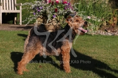 Terrier - Welsh