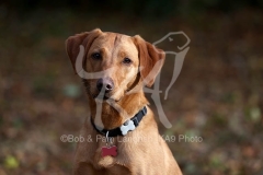 Retriever - Fox Red Labrador