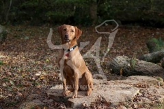 Retriever - Fox Red Labrador