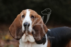 Basset Hound