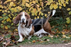 Basset Hound