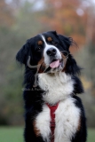 Bernese Mountain Dog