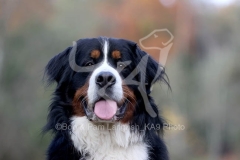 Bernese Mountain Dog