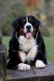 Bernese Mountain Dog