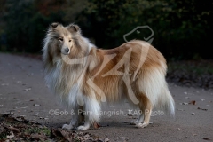 Collie - Rough