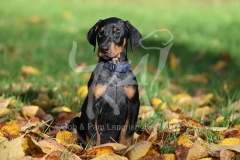 Doberman Pinscher