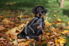 Doberman Pinscher