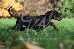 Doberman Pinscher