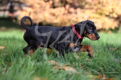 Doberman Pinscher