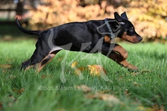 Doberman Pinscher