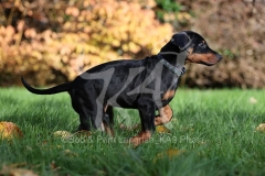 Doberman Pinscher