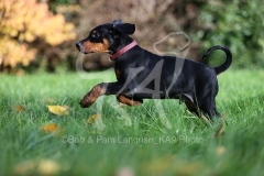 Doberman Pinscher