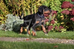 Doberman Pinscher