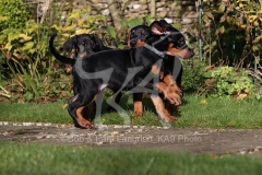 Doberman Pinscher