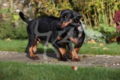 Doberman Pinscher