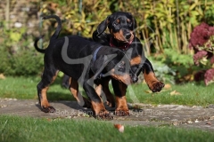 Doberman Pinscher