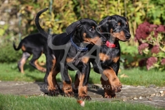 Doberman Pinscher