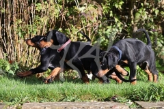 Doberman Pinscher