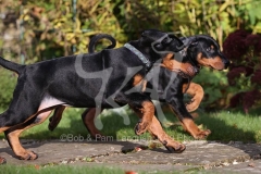 Doberman Pinscher