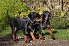 Doberman Pinscher