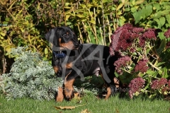 Doberman Pinscher