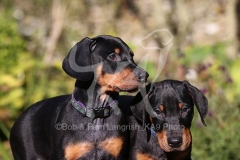 Doberman Pinscher